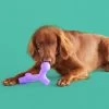 Yomp BallBone Dog Toy