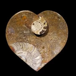 Ammonite And Belemnite Heart Dish