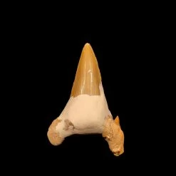 Mackeral Shark Tooth