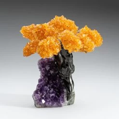 Medium - Citrine Clustered Gemstone Tree On Amethyst Matrix (The Money Tree)